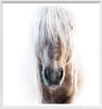 Framed head-on photograph of a Palomino pony on white background. 