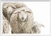Framed photo of blond sheep on a white background, Outside Dimensions of white frame are 48.25" x 33.25"